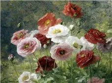 Cuadro canvas Poppies