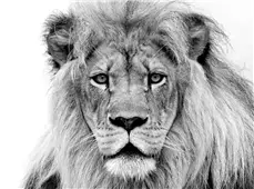 Cuadro canvas leon