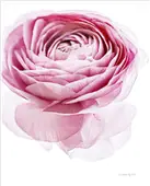 Cuadro canvas pink lady
