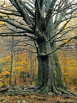 Madera de haya