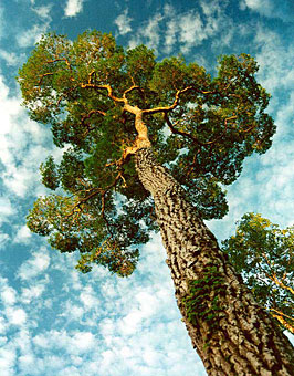 Madera de palo rosa