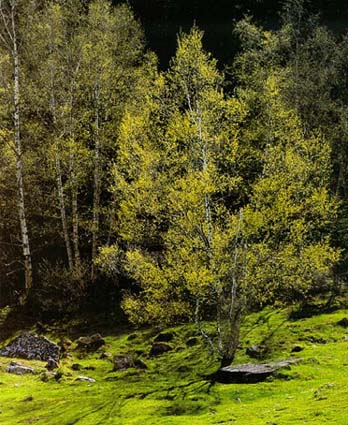 Madera de abedul
