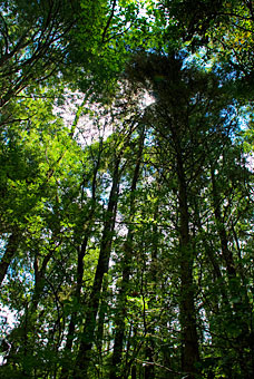 Madera de abeto