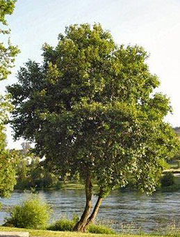 Madera de aliso