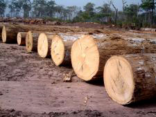 Madera de ayous