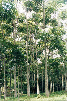 Madera de cedro