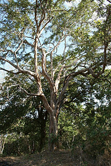 Madera de ebano