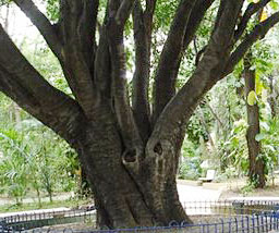 Madera de limoncillo