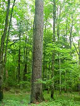 Madera de mindi