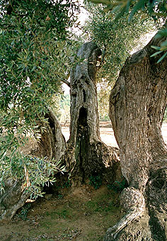 Madera de Olivo