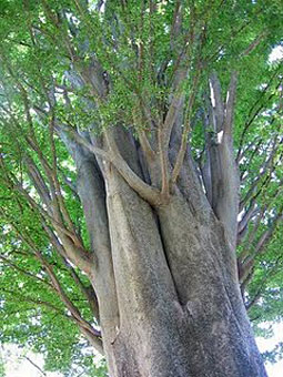 Madera de Olmo