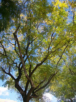 Madera de palisandro