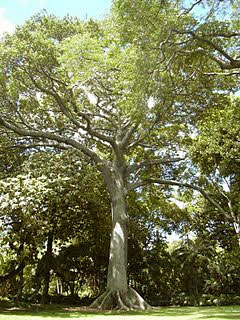 Madera de palo santo