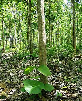Madera de teca