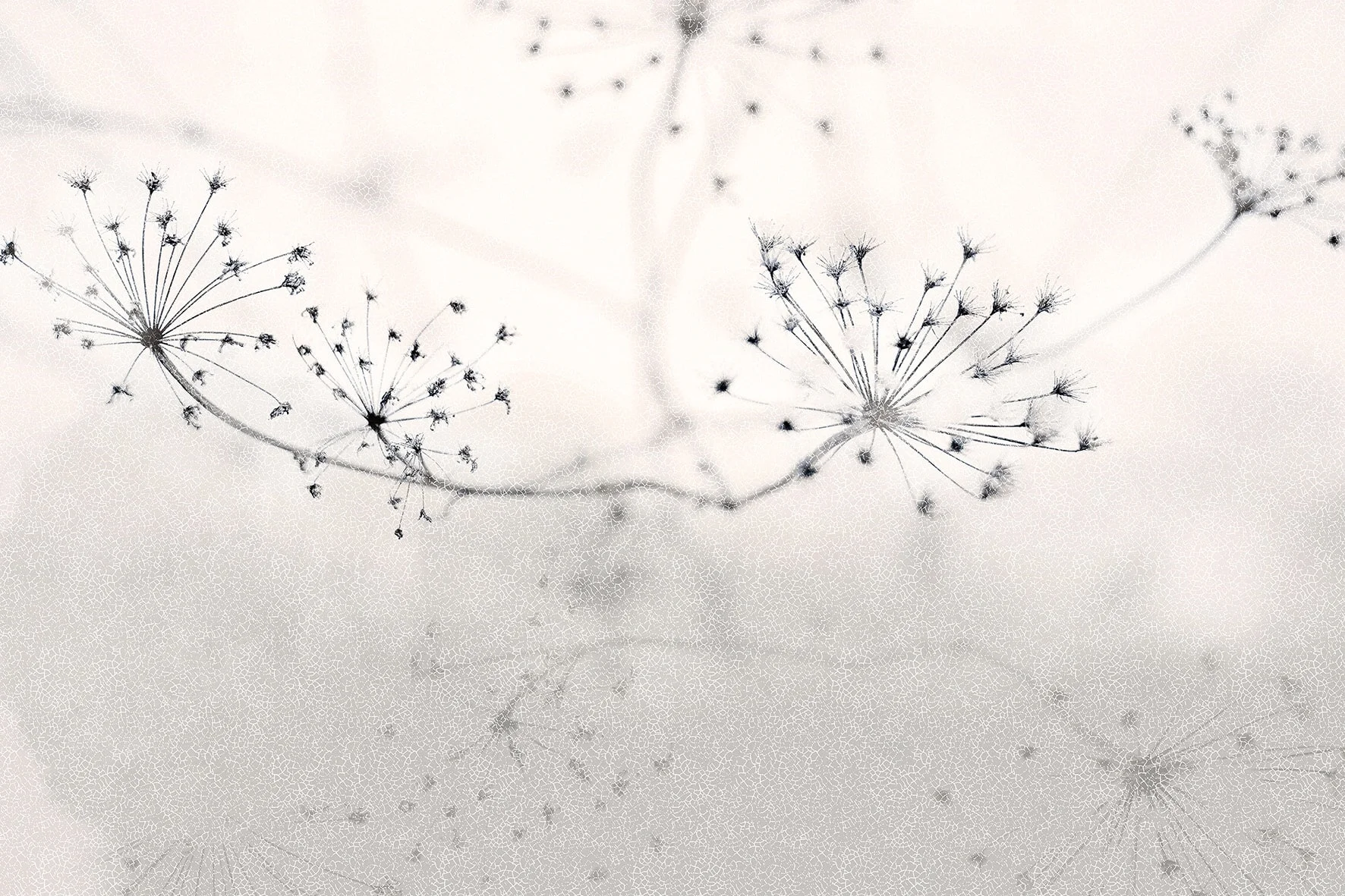 Papel pintado Floss 02 by Instabilelab