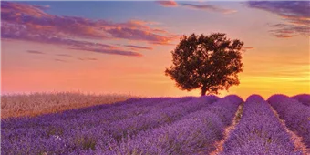 Cuadro canvas lavender field with tree Cuadro canvas lavender field with tree
