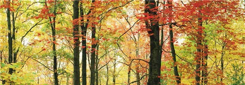 Cuadro canvas autumn maples Cuadro canvas autumn maples