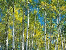 Cuadro canvas aspen trees in autumn