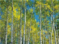 Cuadro canvas aspen trees in autumn Cuadro canvas aspen trees in autumn