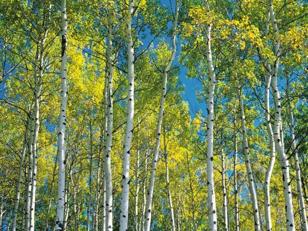 Cuadro canvas aspen trees in autumn