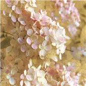 Cuadro canvas gilded hydrangea I