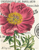 Cuadro canvas peony botany