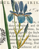 Cuadro canvas iris letter
