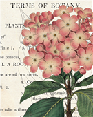 Cuadro canvas bicolor phlox botany