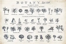 Cuadro canvas botany tab