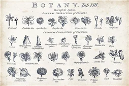 Cuadro canvas botany tab