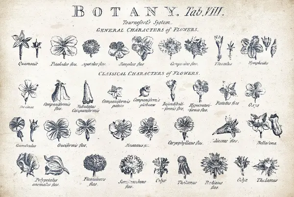 Cuadro canvas botany tab