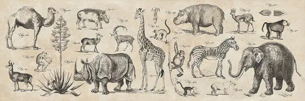 Cuadro canvas wild africa