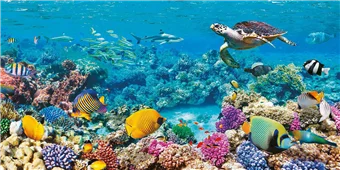 Cuadro canvas sea turtle and fish maldivian coral Cuadro canvas sea turtle and fish maldivian coral