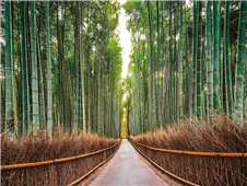 Cuadro canvas bamboo forest kyoto japan Cuadro canvas bamboo forest kyoto japan