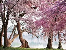 Cuadro canvas cherry trees bloom washington Cuadro canvas cherry trees bloom washington