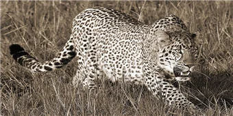Cuadro canvas fotografia leopard hunting Cuadro canvas fotografia leopard hunting