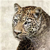 Cuadro canvas Jaguar Cuadro canvas Jaguar