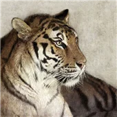 Cuadro canvas tiger Cuadro canvas tiger