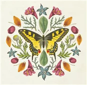 Cuadro canvas butterfly mandala III Cuadro canvas butterfly mandala III
