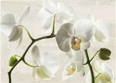 Cuadro canvas ivory orchids