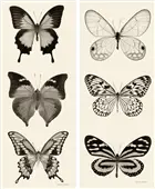 Pareja de cuadros butterfly panel