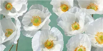Cuadro canvas poppy arrangement