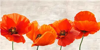 Cuadro canvas bright poppies