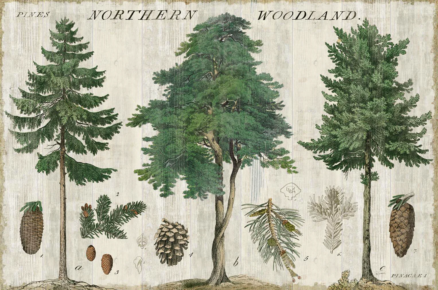 Cuadro canvas woodland chart I