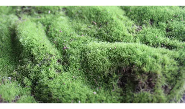Musgo artificial jardines vertical