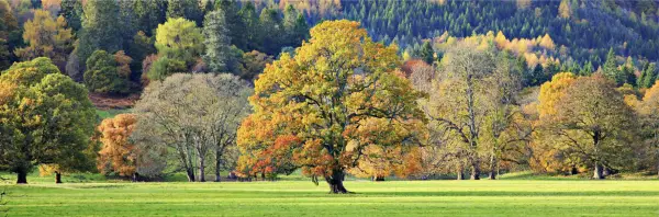 Cuadro canvas arboles en color estacional