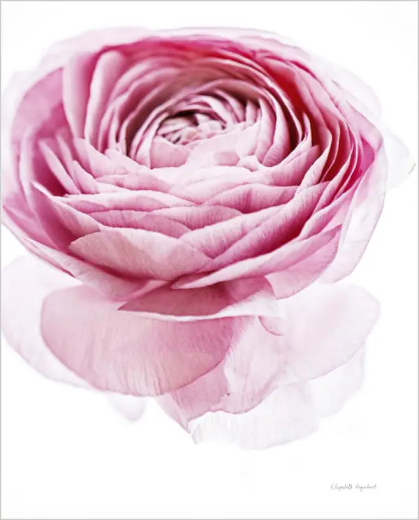 Cuadro canvas pink lady