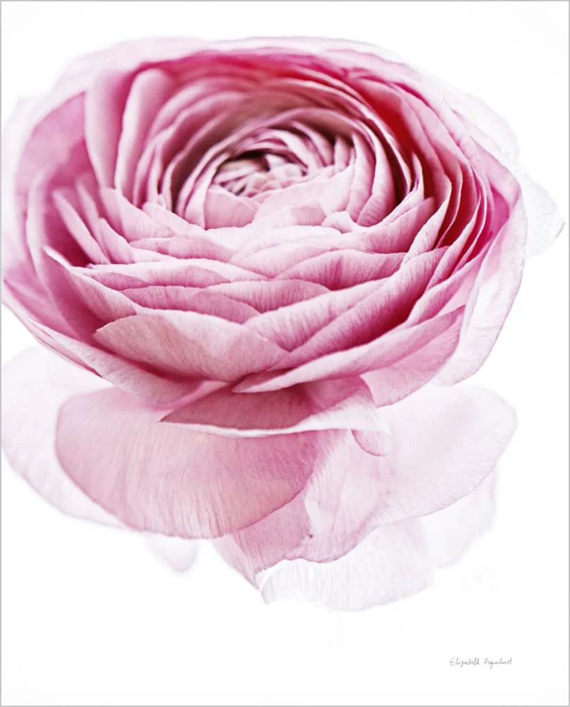 Cuadro canvas pink lady