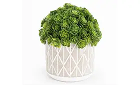 Mini Echeveria bola 17