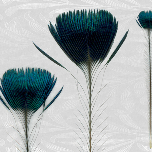 Papel pintado Pluma de pavo by Inkistro